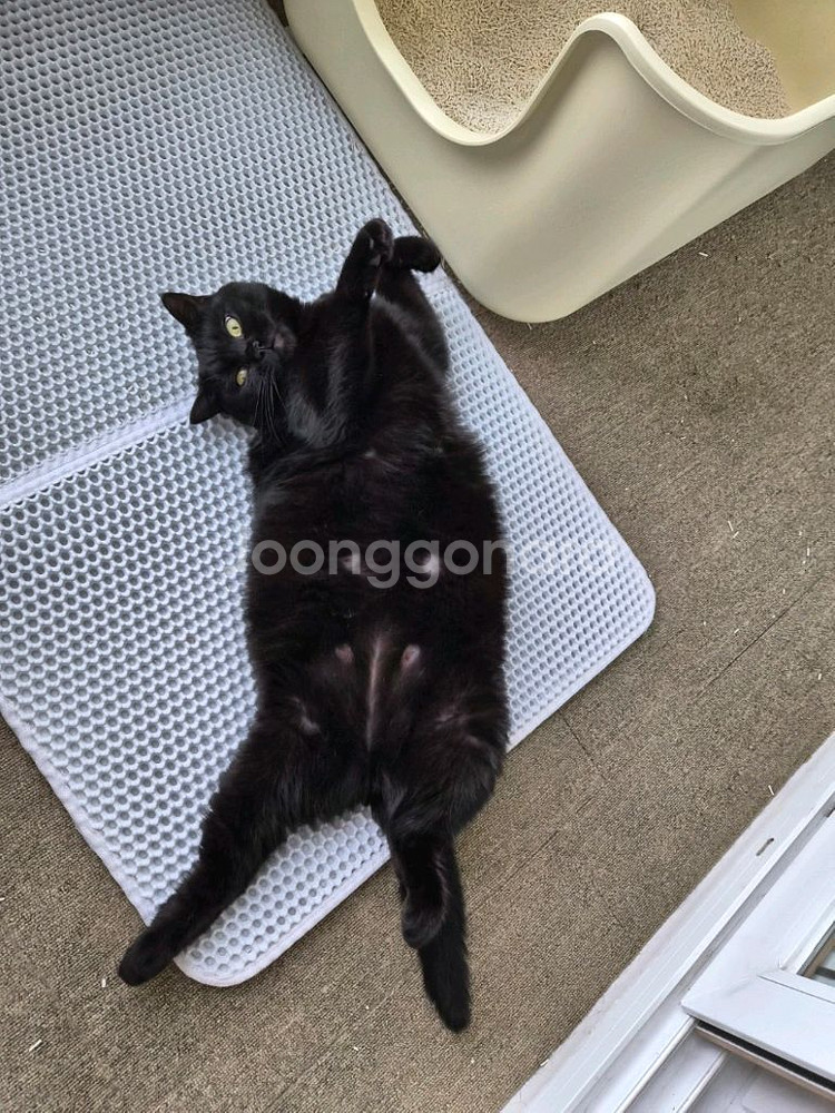 스위치 동키콩 바난자 삽니다--0