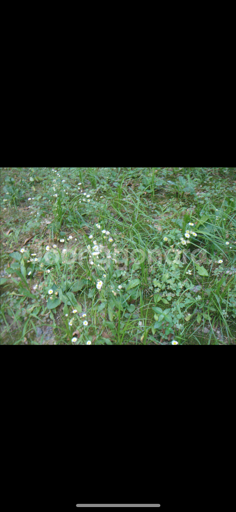 디카 회전식 렌즈 소니 dsc-f88(작례)--7