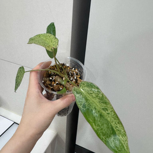 필로덴드론 파라이소베르디