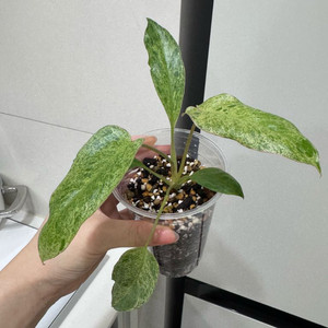 필로덴드론 파라이소베르디