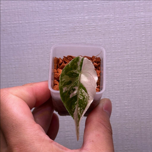 알로카시아 아즈라니 핑크 특!무천이 자구1호