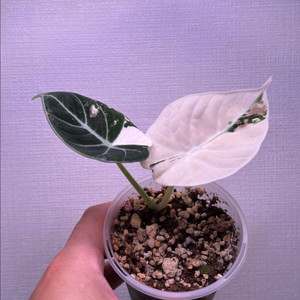 오리지널 알로카시아 블백벨벳 핑크 바리 왕자구1호