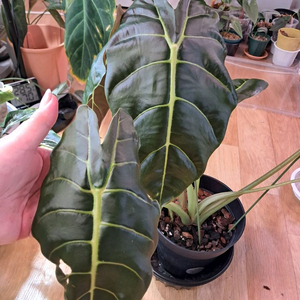 알로카시아골든본바리