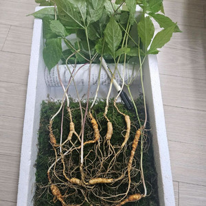 자연야생산삼