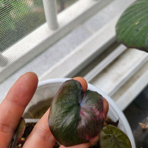 알로카시아 세렌디피티 바리에가타