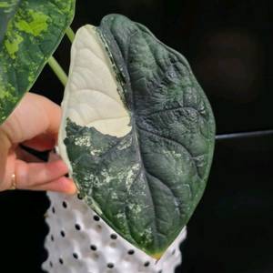 알로카시아 드래곤스케일바리에가타 (잎3장)택포가