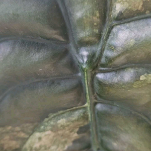 알로카시아 쿠프레아 레드시크릿 바리에가타 (자구달린)