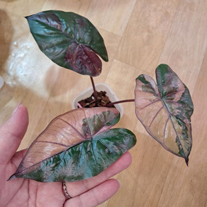 알로카시아 플럼배 바리