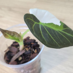 알로카시아 레갈쉴즈 알보 바리에가타