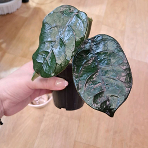 호야 빌로사