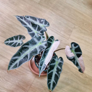 알로카시아 밤비노 바리에가타