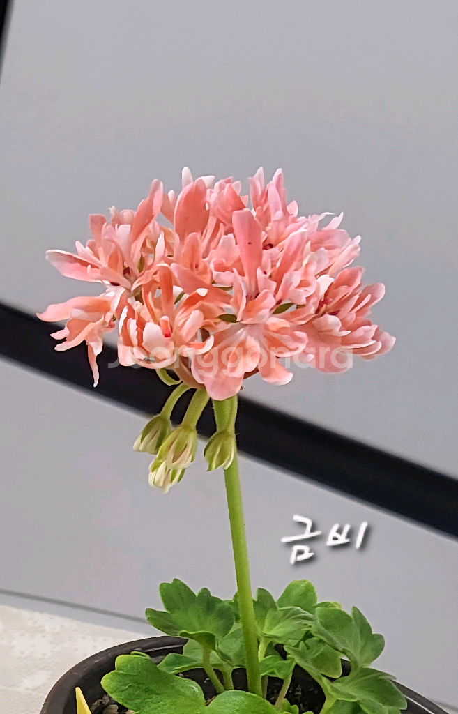 제라늄.금비--0
