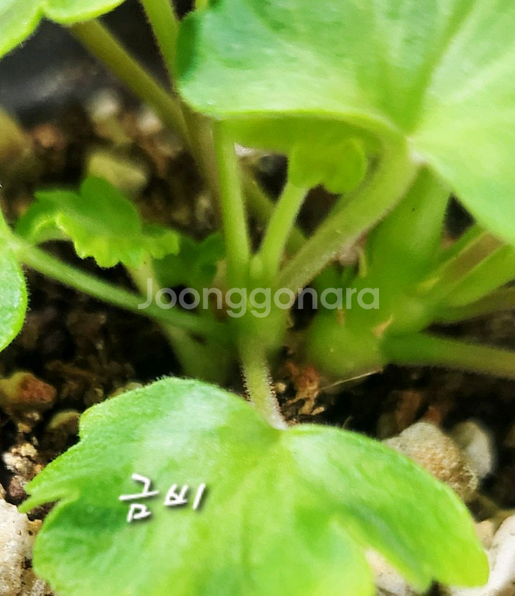 제라늄.금비--1