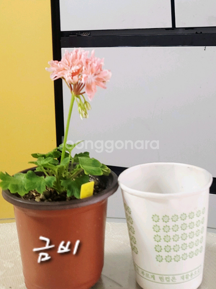 제라늄.금비--2