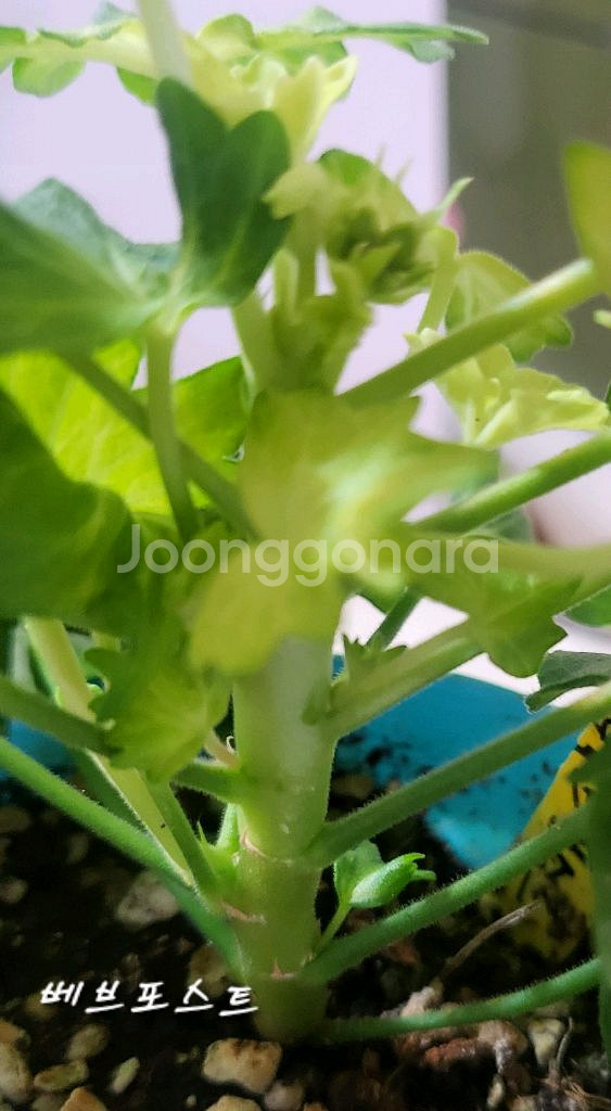 제라늄. 베브포스트--1