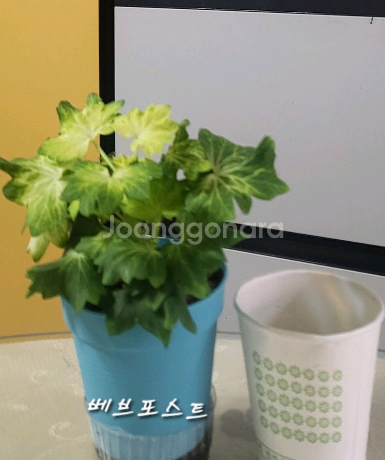 제라늄. 베브포스트--2