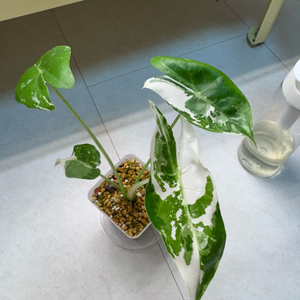 알로카시아 롱기로바 바리에가타