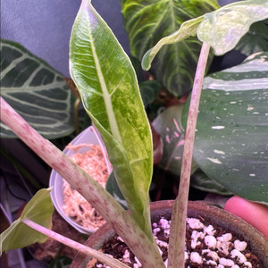 알로카시아 사리안 바리에가타