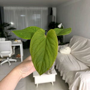 안스리움 쿠나얄란세 ra1