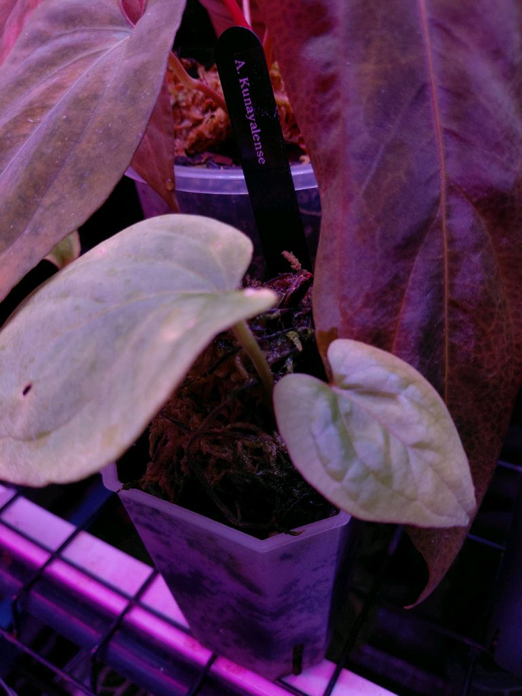 안스리움 쿠나얄란세 ra1--1