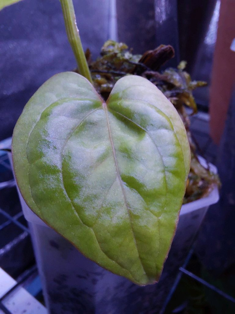 안스리움 쿠나얄란세 ra1--2