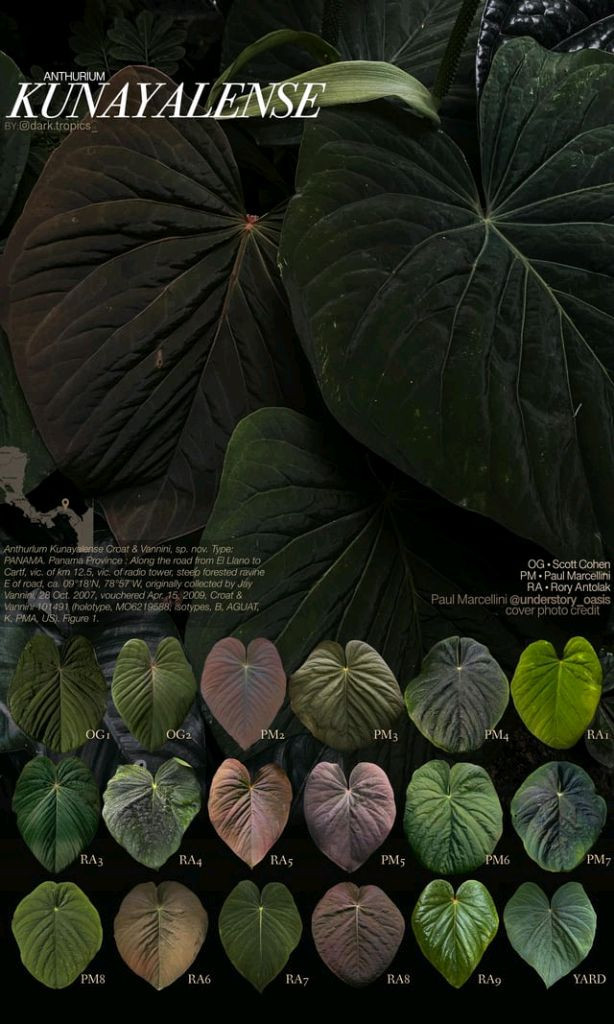 안스리움 쿠나얄란세 ra1--3