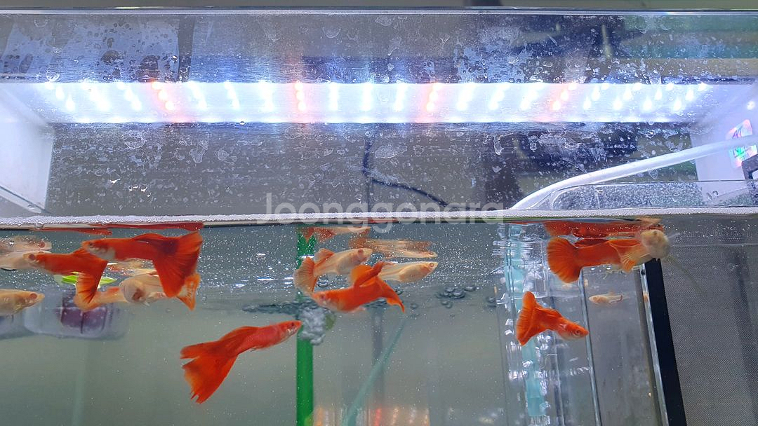 트원스타450e nas450 led등 판매2,000원--6