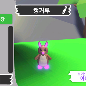 입양하세요 펫 메가네온 캥거루(메캥)판매해요