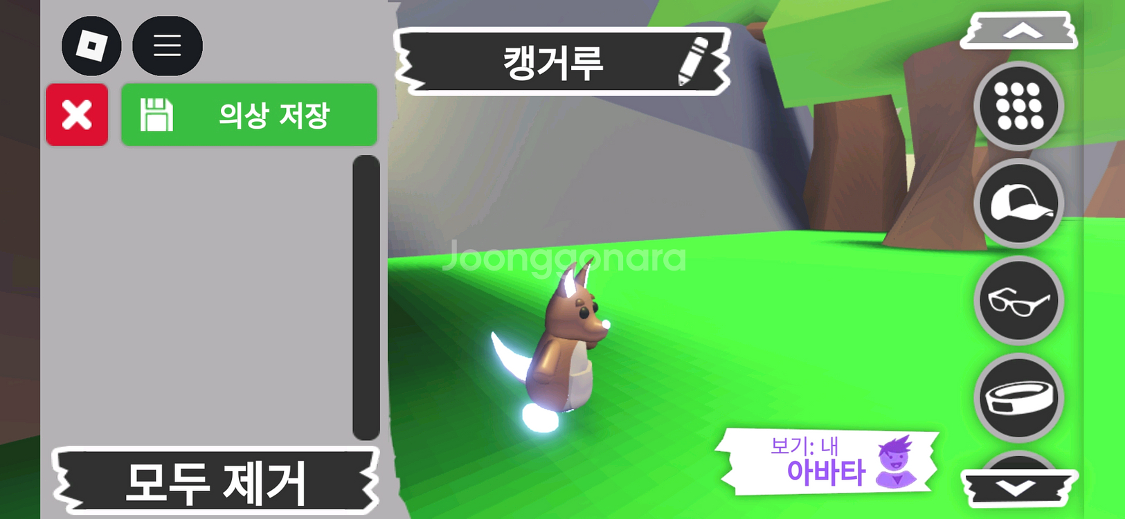 입양하세요 펫 메가네온 캥거루(메캥)판매해요--1