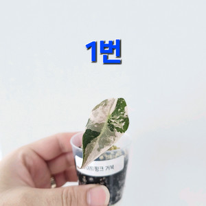 아마조니카 화이트핑크바리에가타 거북바리 화핑거북