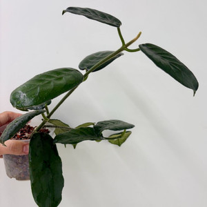 호야 글로빌로사