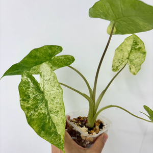 알로카시아 포니타카 마블