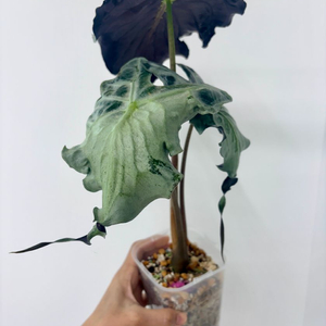 알로카시아 베놈