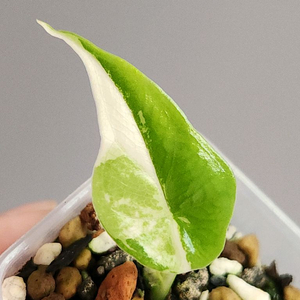 알로카시아 심포 화이트 알보 바리에가타 자구묘