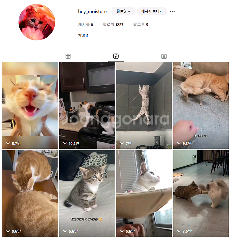 인스타그램 고양이 채널 판매해요 (팔로워 1220명)--0
