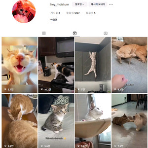 인스타그램 고양이 채널 판매해요 (팔로워 1220명)