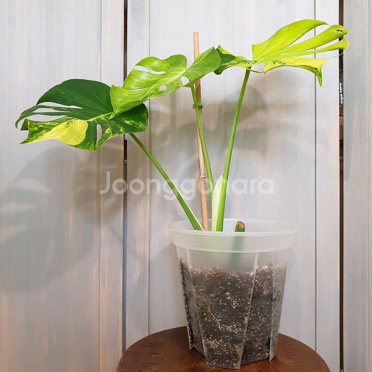 몬스테라 델리시오사 옐로우 바리에가타#조배X#잎27cm--1