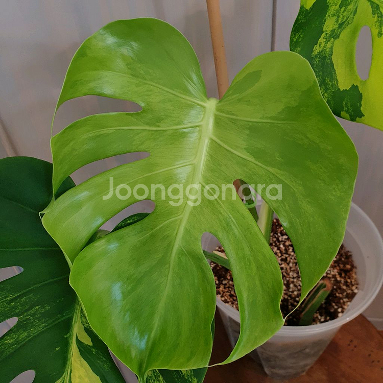 몬스테라 델리시오사 옐로우 바리에가타#조배X#잎27cm--7