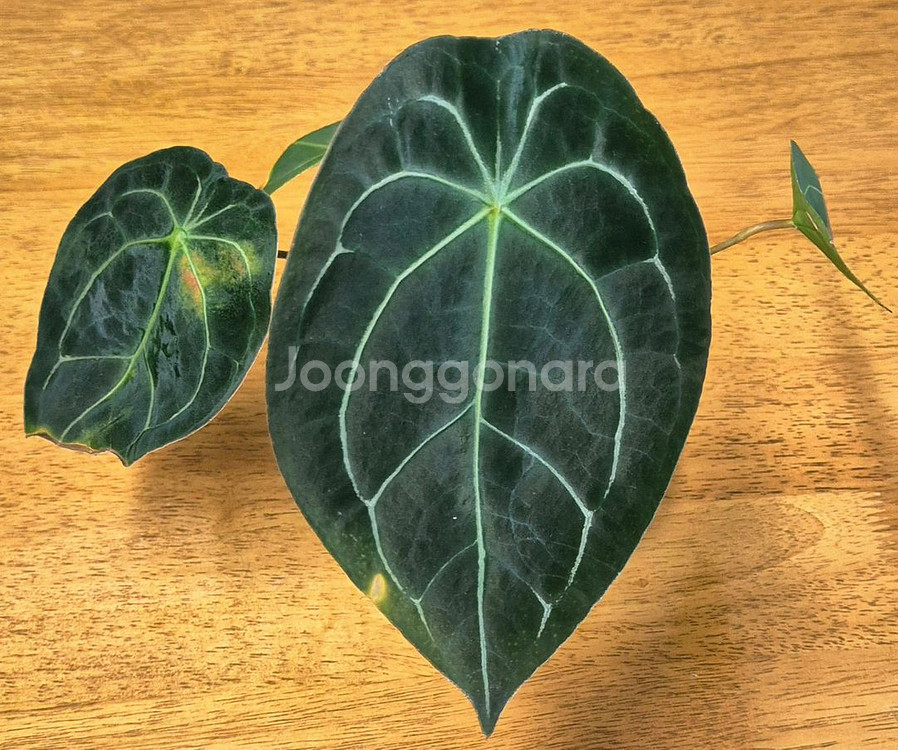 (가격내림)포게티 x 파필퍼플--2