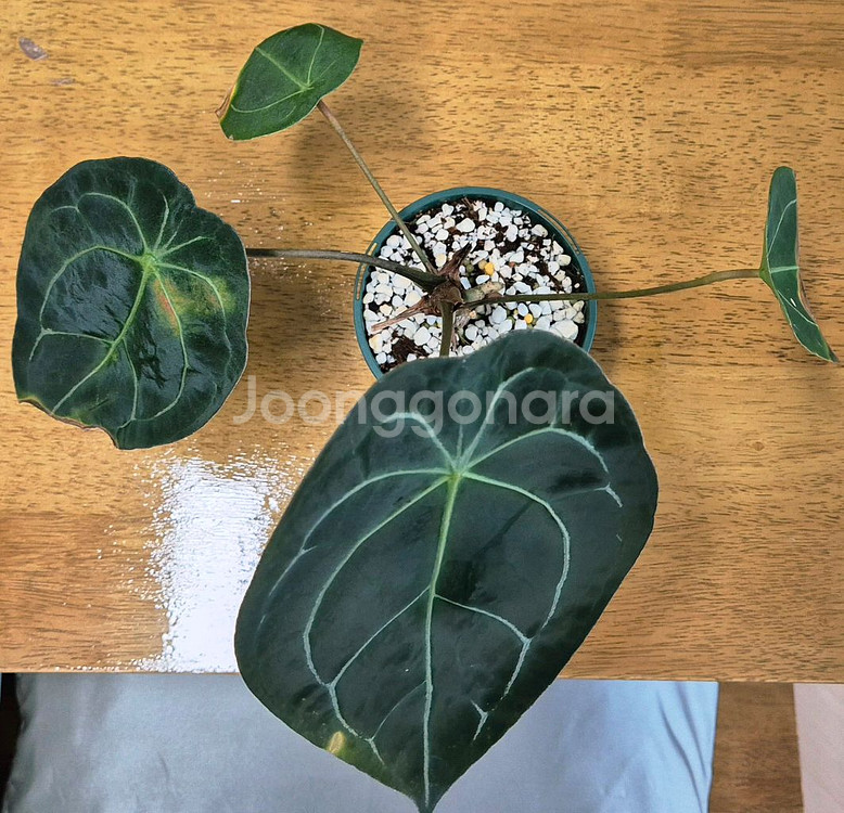 (가격내림)포게티 x 파필퍼플--1