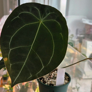 (가격내림)포게티 x 파필퍼플