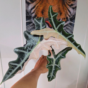 알로카시아 노빌 화이트 핑크 바리에가타