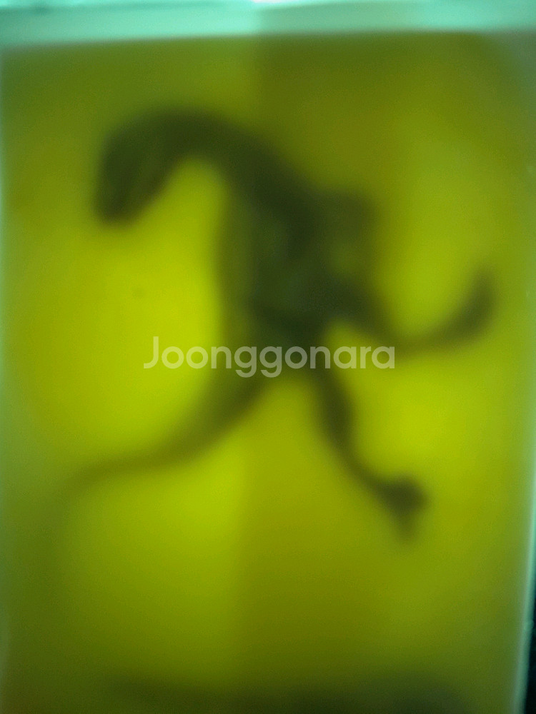 무료배송 만전김 쥬라김 띠부씰 1개 선택 미개봉 공룡--1