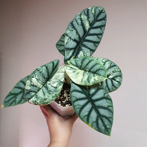 알로카시아 실버드래곤 화이트 알보 바리에가타