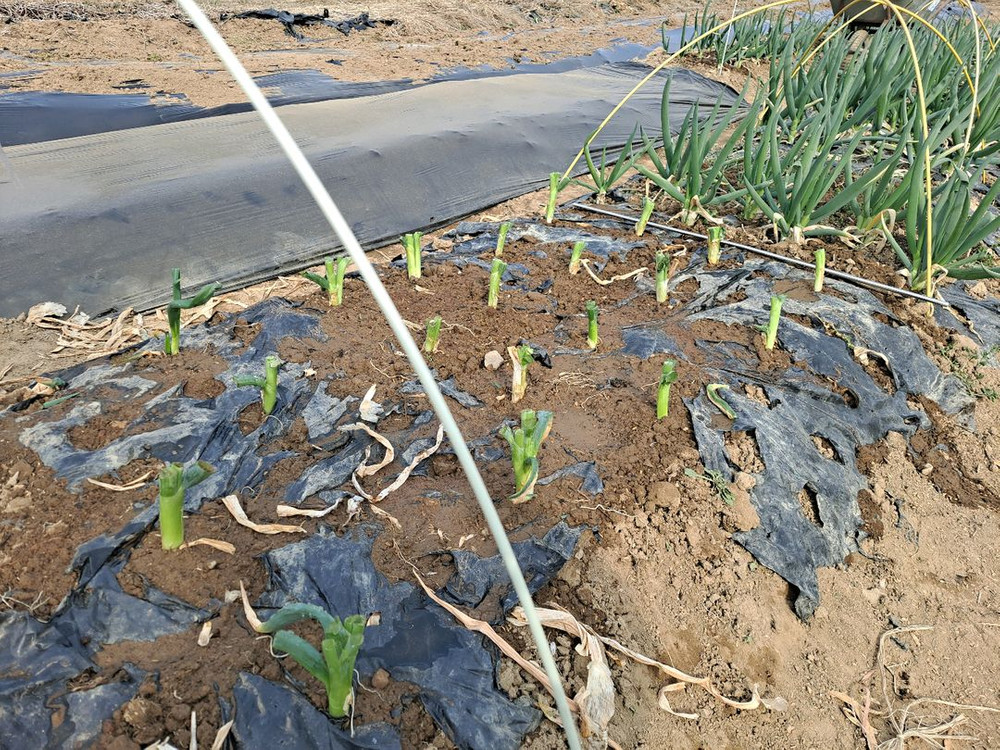 요술파(순천동파)모종 이미지