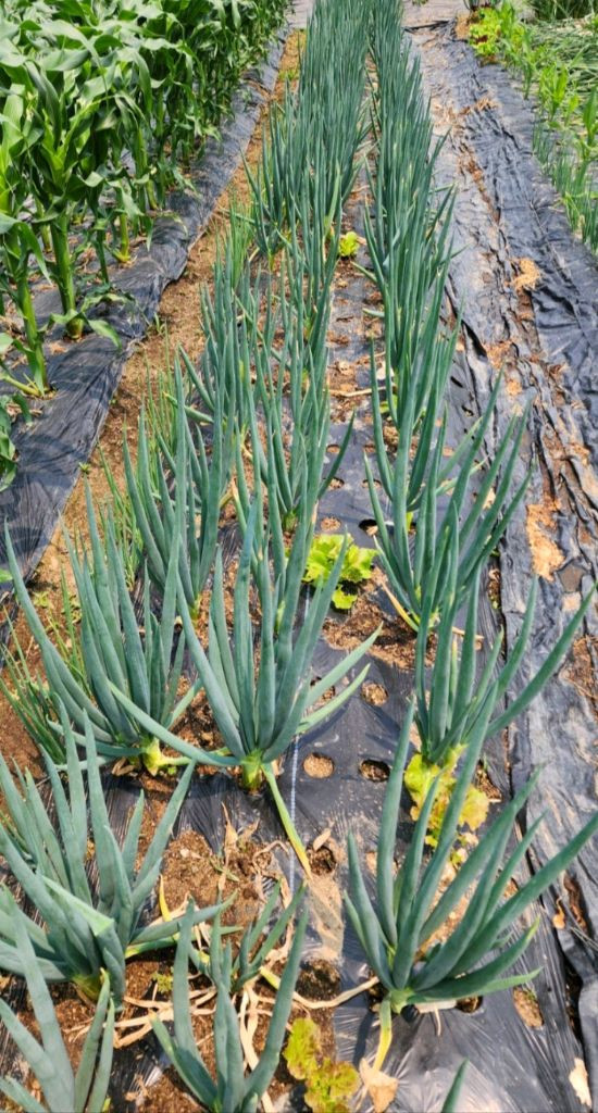 요술파(순천동파)모종 이미지