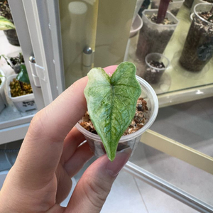 알로카시아 잭클린 미스틱