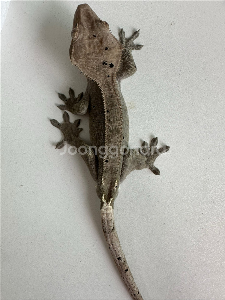 크레스티드게코 팬텀--0