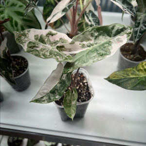 알로카시아 푸세이도 산데리아나 핑크 바리에가타