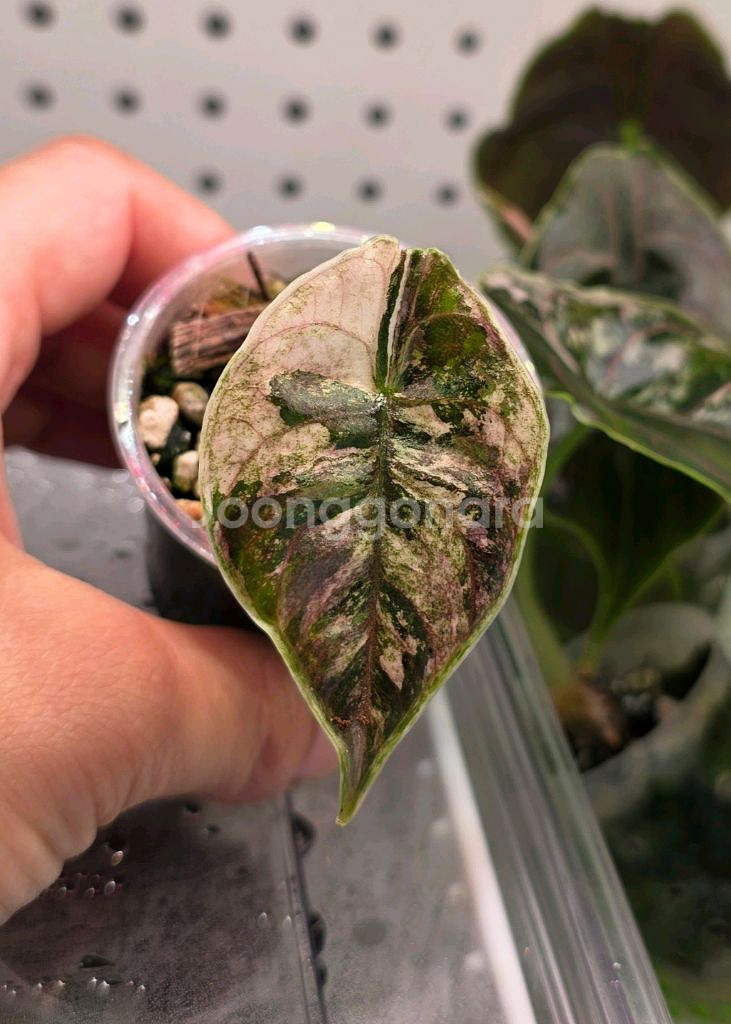 알로카시아 아즈라니 화이트핑크 바리에가타--0